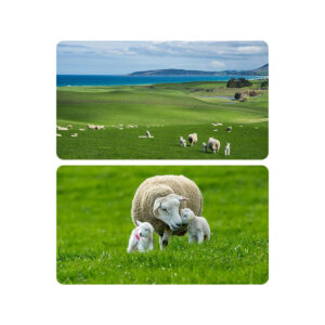 Kamera IP Ezviz HB90X Dual 4G Wi-Fi Kit 4MP+4MP z panelem solarnym 8W