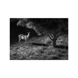 Fotopułapka Reolink Camovue 8MP LTE Talon Series T130