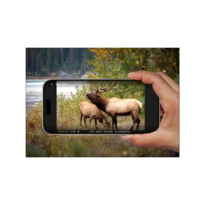 fotopuapka_reolink_camovue_8mp_lte_talon_series_t130_82cc3b1a8c2a3 Fotopułapka Reolink Camovue 8MP LTE Talon Series S130